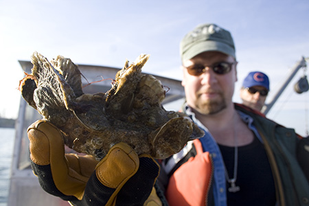 District volunteer oceanographer David  Schulte shows the successful Great Wicomico oyster growth after six years on a high-relief reef.