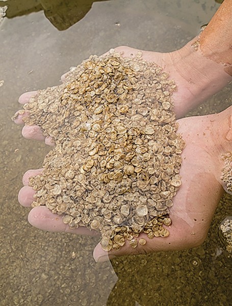 Baby oysters ready to be added to the Rappahhanock River reefs.